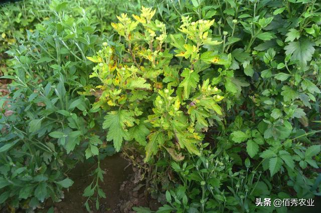 8月份，中药材菊花将迎来一种重要害虫，防治要确保“稳准狠”2