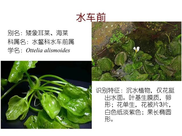 水生植物种类 水生植物种类（水生植物100种） 生活