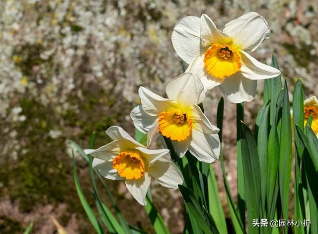 水仙花有毒吗可以在室内养吗