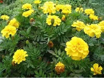 万寿菊种植 万寿菊种植（万寿菊种植示范点简介） 生活