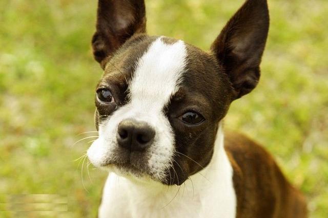 波士顿犬