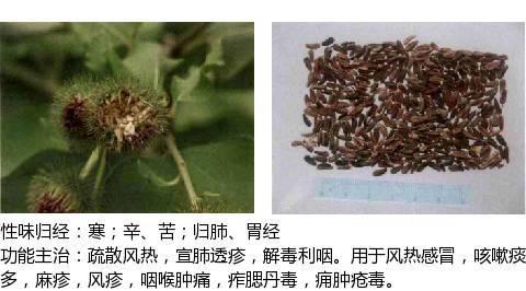 中兽药之辛凉解表药物介绍及用量附解表中兽药的区别