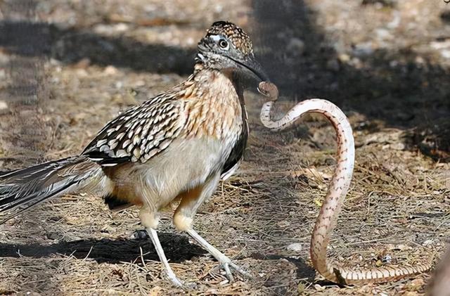 走鹃-把响尾蛇当成猎物的鸟