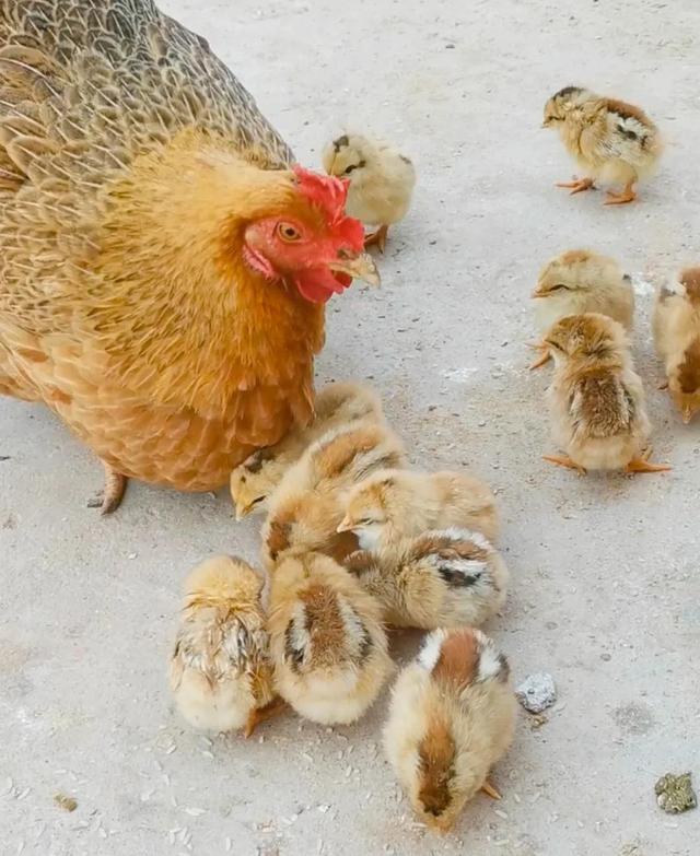 快速消灭苍蝇的方法（屋里苍蝇多怎么办）