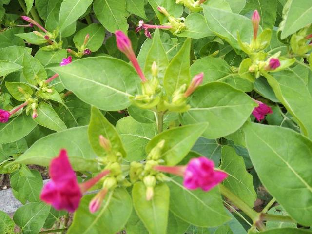 老年人要警惕“反常”现象，对身体健康有好处，宜于延年益寿