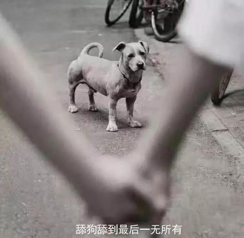 舔狗是什么意思呢