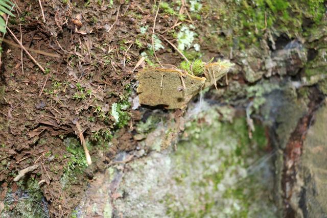 松针灵芝