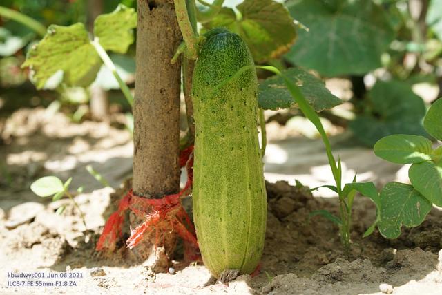 一些有意思的话：每个孩子都独一无二（20210608）