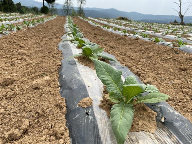 烟草出现叶片萎蔫下垂、茎秆发黑现象？这是黑胫病，防治需趁早4