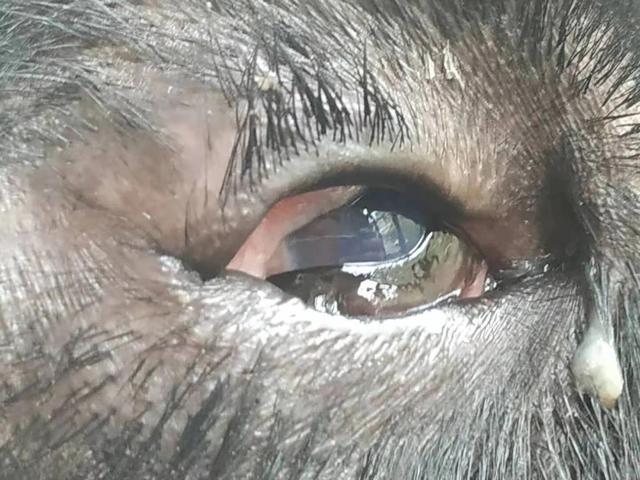 狗狗眼线虫怎么治(眼线虫的根除方法)-艾拉养犬