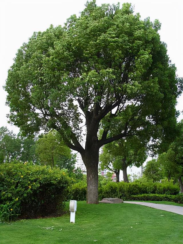 常见的观赏树(常见的观赏树木植物种类100种)