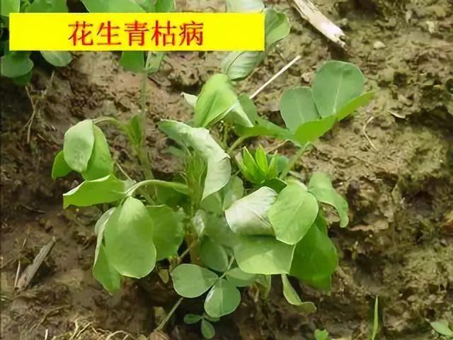 花生患卷叶病怎么办？花生卷叶病的原因及防治方法有哪些？2