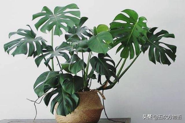 天南星科