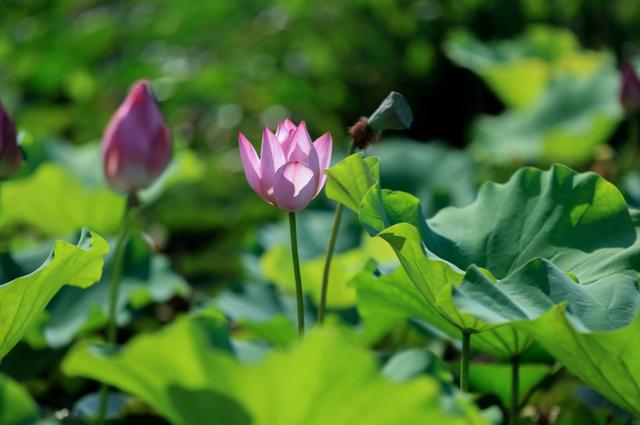 2019长沙药用机械展