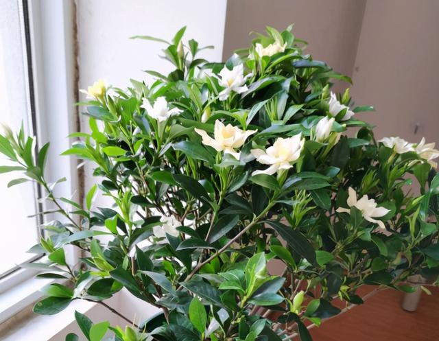 栀子花的养殖方法 栀子花的养殖方法（栀子花的养殖方法和注意事项要怎么养） 生活