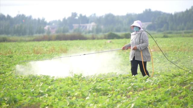 大豆只长棵，如何控旺能增产？3个方面要注意，做对了产量高5