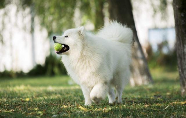 银狐犬图片