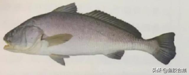 图文 赏谈赤嘴鳘鱼胶种类及作用 风干鳘鱼做法 Www Caipu56 Com