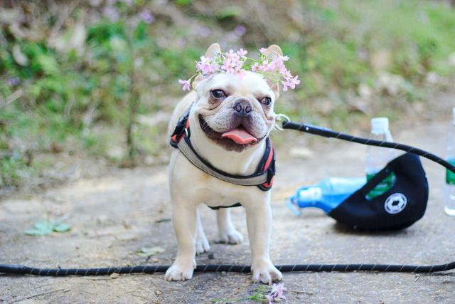 斗牛犬性格 斗牛犬性格（斗牛犬性格不稳定） 动物