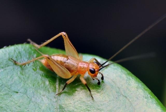 昆虫知识