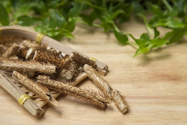 刺五加——一味可补脾、肺、肾、心的药食同源中药，不来了解下吗