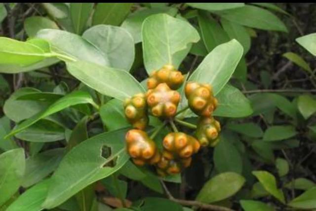 现代药理学及古中医对巴戟天的认识