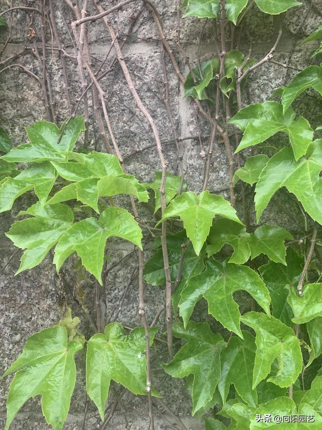 爬山虎图片 爬山虎图片（爬山虎图片的脚） 生活