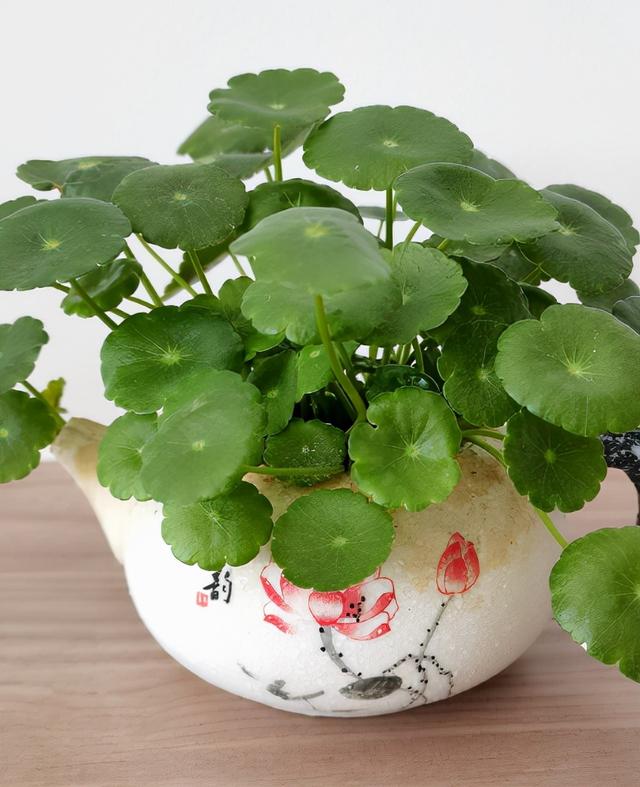 7种花适合孩子养，随便插土里就能活，孩子成就感满满