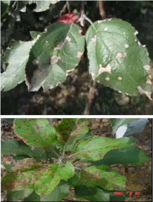 苹果树几种病虫害的防治技术1