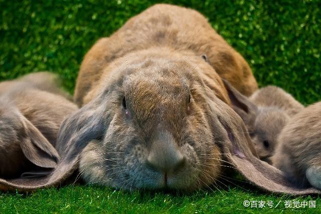 垂耳兔的饲养方法