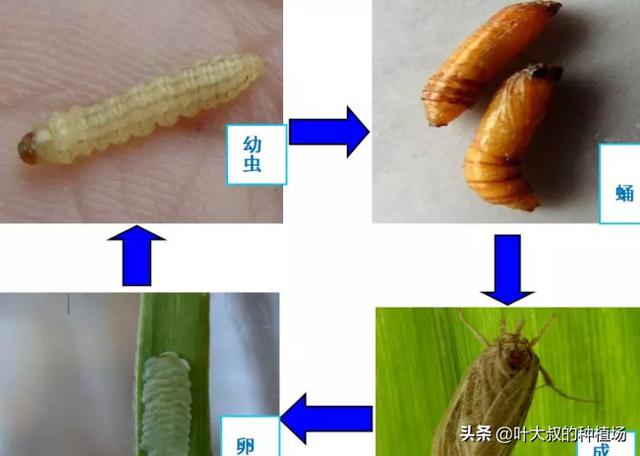 甘蔗常见虫害有哪些？虫害种类及防治方法3