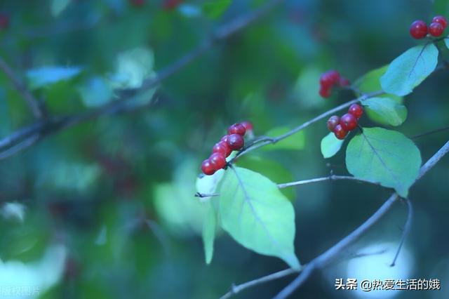 幼儿园教了一首古诗《相思》，诗里的红豆是我们常吃的红豆吗？