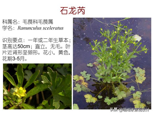 常见水生植物