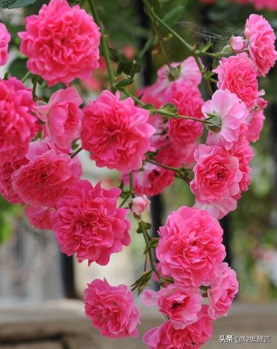 蔷薇花诗词精选四十三首 千重密叶侵阶绿(歌颂蔷薇花诗句经典)