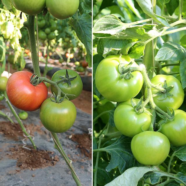 生活中，这些东西不能吃，有剧毒