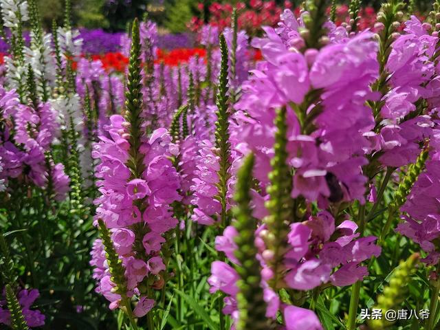 初秋的西宁人民公园里 天高云淡 蔚蓝的天空 公园里一簇簇的花 Zh中文网
