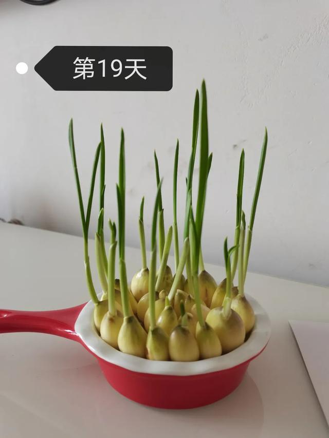 蒜苗的生长过程观察日记