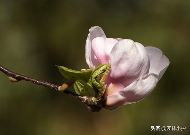 玉兰花什么时候开