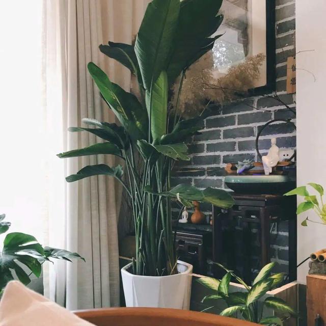绿宝树