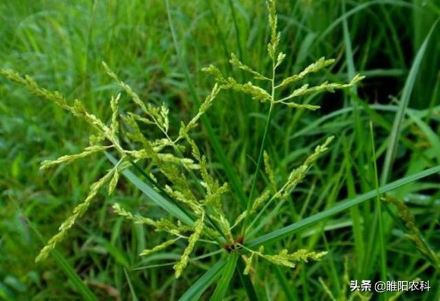 这个除草剂专杀节节草、刺儿菜、香附子等恶性杂草，3天即可死草3