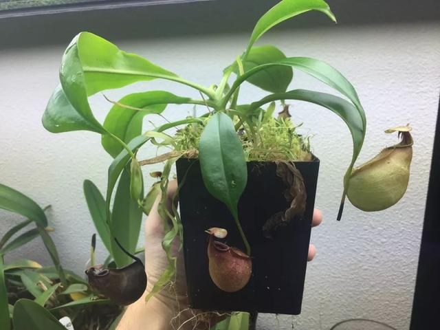 猪笼草 猪笼草（猪笼草简笔画） 生活