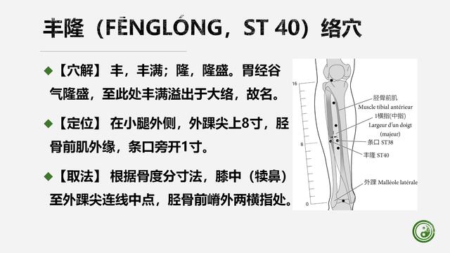 足阳明胃经与腧穴