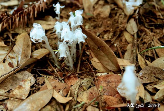 杭州发现罕见幽灵草我国大山里一种罕见的植物被民间称之为幽灵之花看