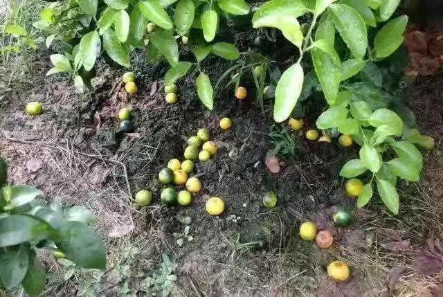 心痛！柑橘大量黄蒂落果，别让煮熟的鸭子飞了3