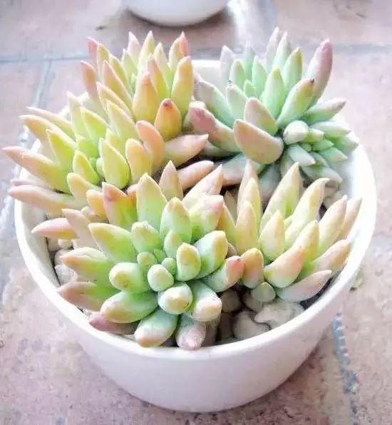 多肉植物图谱 多肉植物图谱