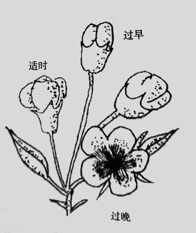 秋月梨花粉采集与授粉技术1