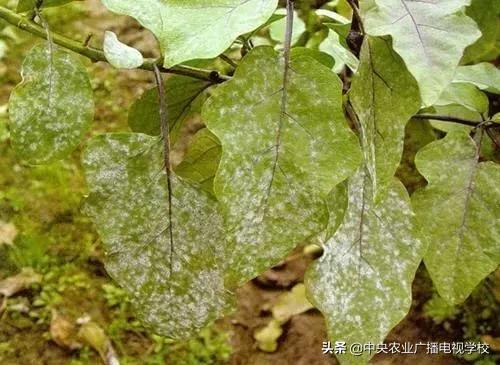 【看图识病】茄子叶子一层白粉，是白粉病吗？如何用药？3