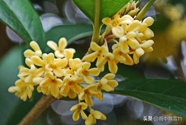 桂花树栽培技术