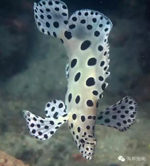 海鱼种类