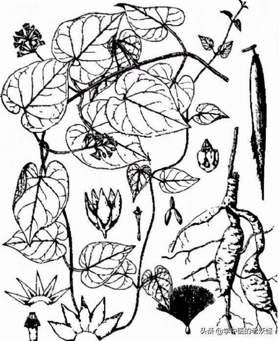 每天学习一味中药——隔山消